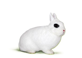 Farbenzwerge Hotot